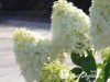 Hortenzija šluotelinė ,Little Alf' (lot. Hydrangea paniculata)